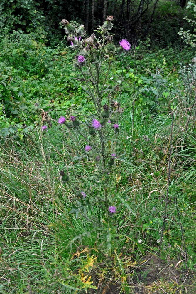 Image of Cirsium vulgare specimen.