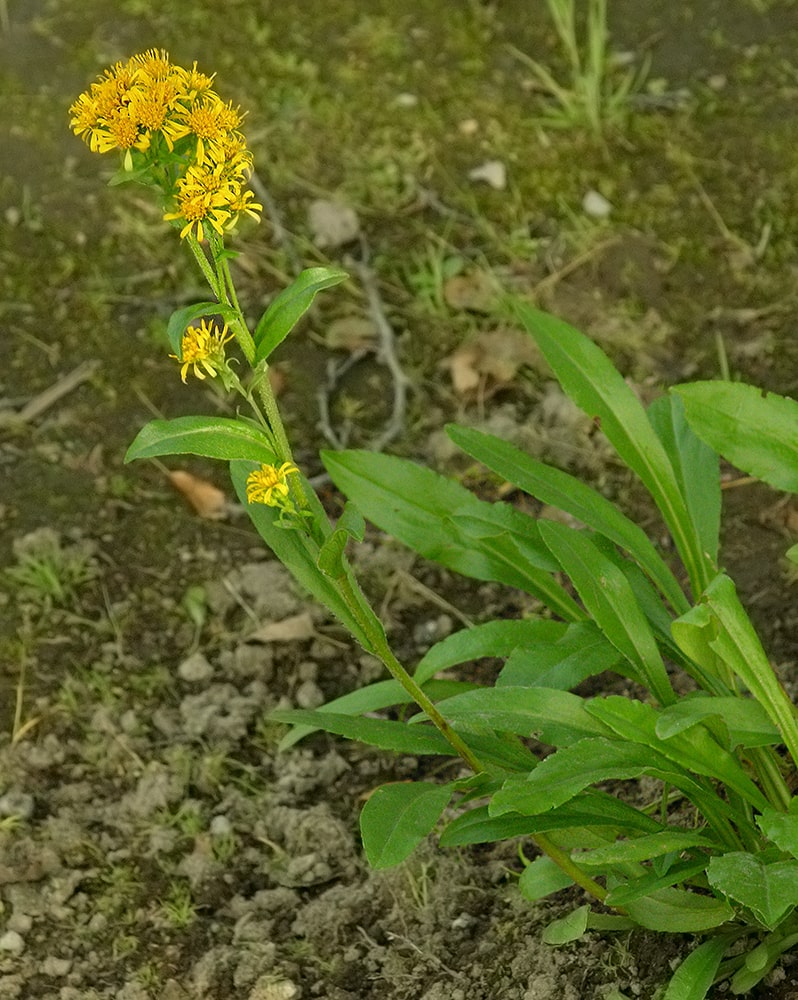 Изображение особи Solidago multiradiata.