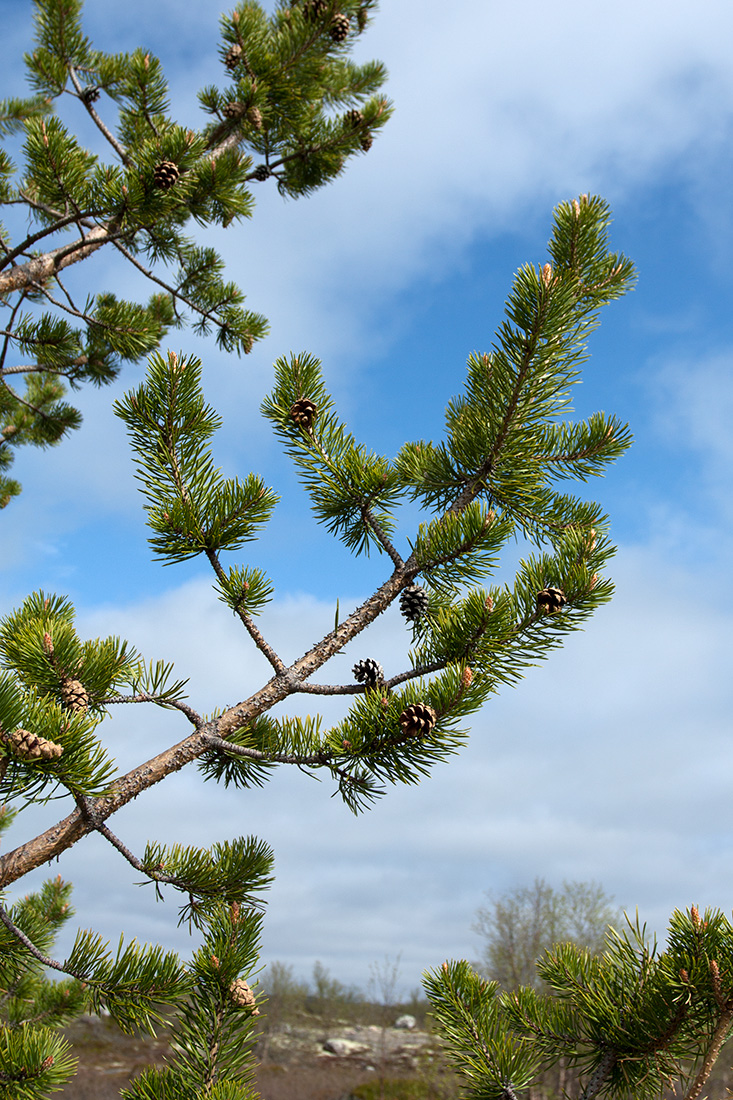 Изображение особи Pinus friesiana.