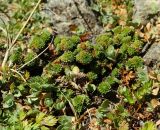 Saxifraga unifoveolata