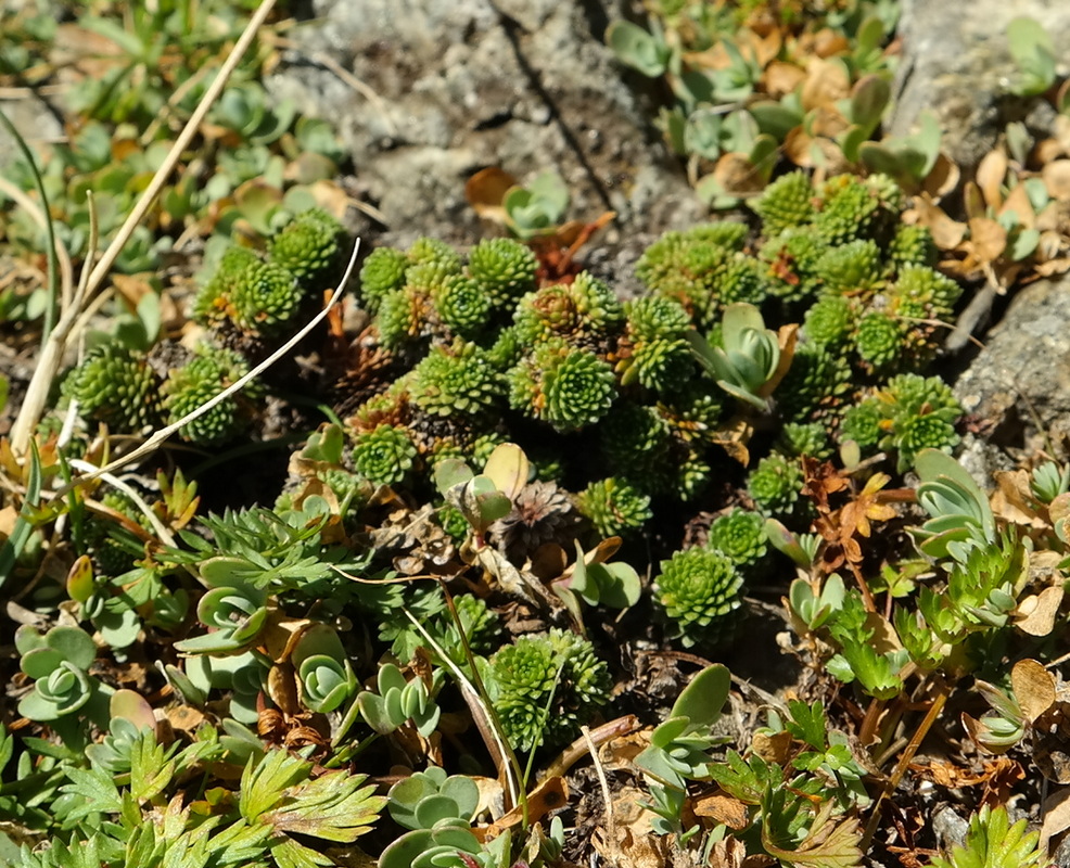 Изображение особи Saxifraga unifoveolata.