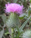 Cirsium vulgare. Соцветие. Украина, Днепропетровская обл., Петриковский р-н, пгт Куриловка, луг в пойме Днепра. 28.07.2010.