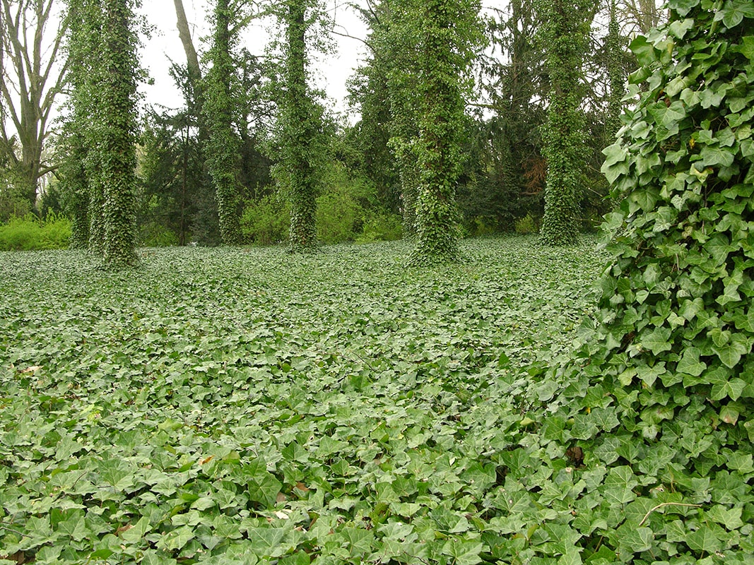 Image of Hedera helix specimen.