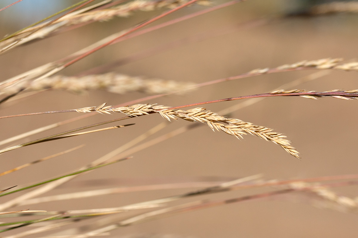 Изображение особи Festuca ovina.