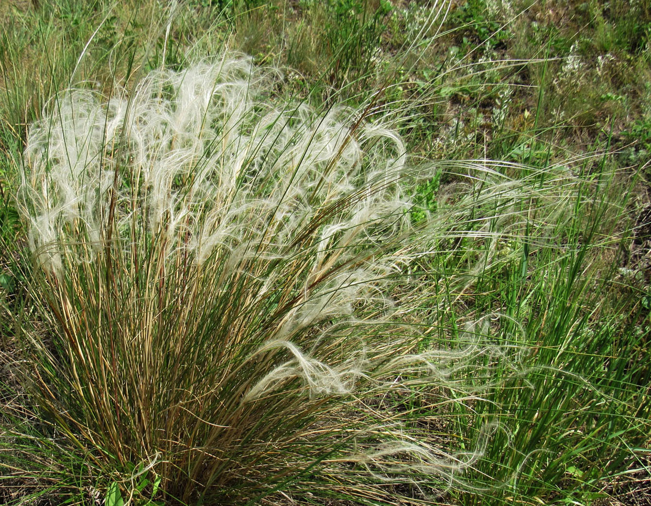 Image of Stipa pennata specimen.