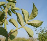 Rosa corymbifera. Лист. Краснодарский край, м/о Анапа, окр. станицы Благовещенская, Витязевский лиман, подножие песчано-глиняного холма. 24.05.2015.