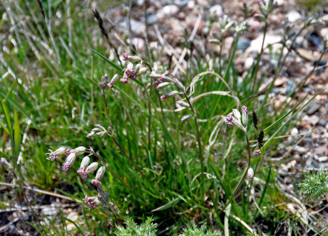 Image of Silene graminifolia specimen.