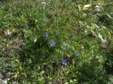 Gentiana paradoxa