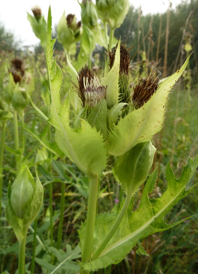 Image of Cirsium oleraceum specimen.