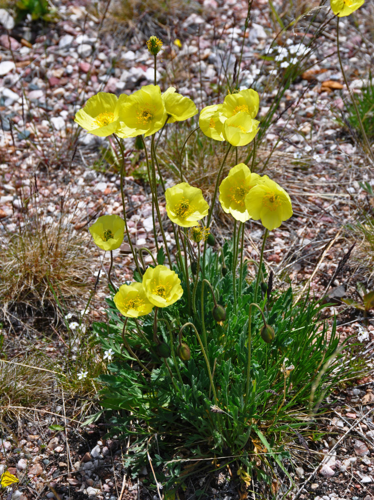 Изображение особи род Papaver.