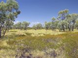 род Acacia. Плодоносящие растения (стелющийся кустарник) в сообществе с Triodia (желтоватая трава) и Eucalyptus. Австралия, северо-западный Квинсленд, возле асфальтированного участка дороги Riversleigh Rd. юго-восточнее национального парка Boodjamulla (Lawn Hill). Конец сухого сезона (сезон gurreng). 13.10.2009.