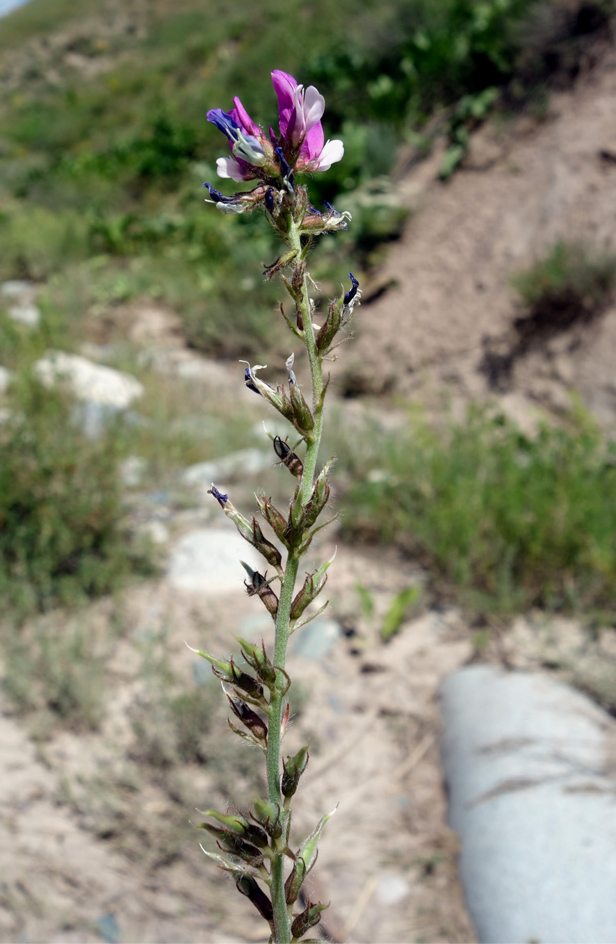 Изображение особи Oxytropis ferganensis.