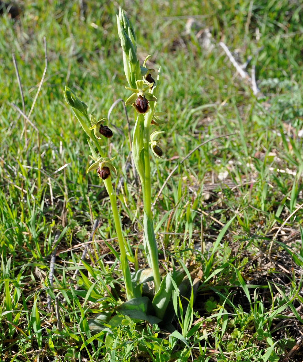 Изображение особи Ophrys alasiatica.