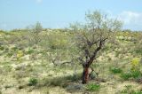 Calligonum eriopodum