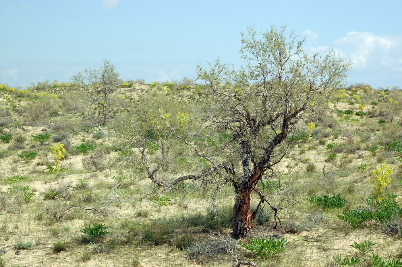 Изображение особи Calligonum eriopodum.