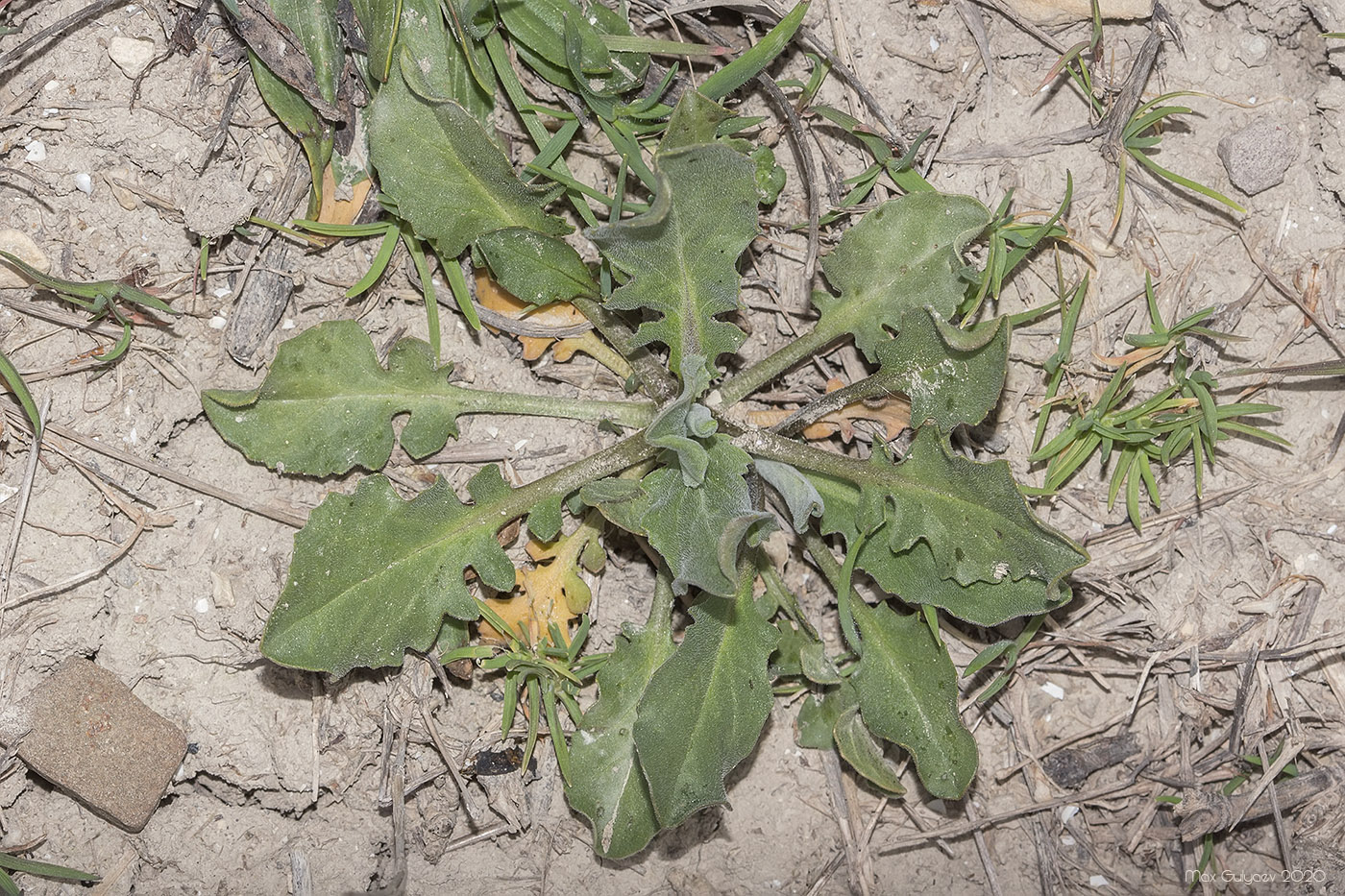 Image of Cardaria draba specimen.