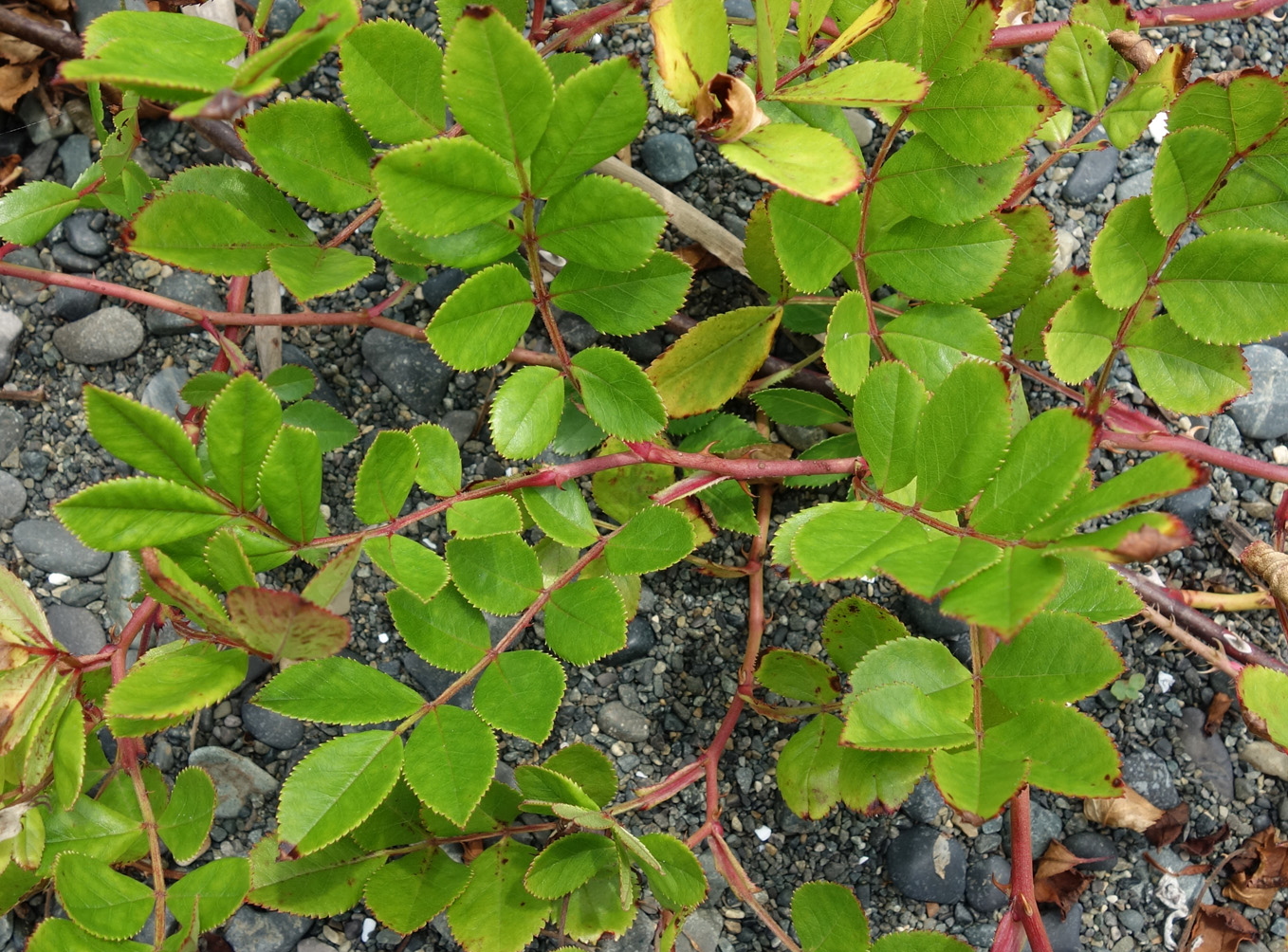 Image of Rosa maximowicziana specimen.