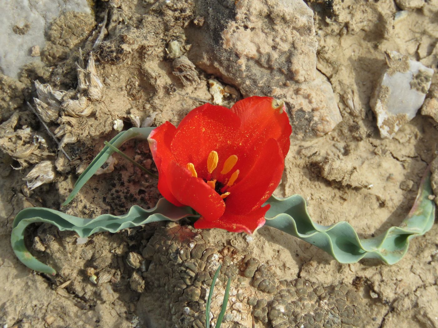 Image of Tulipa korolkowii specimen.