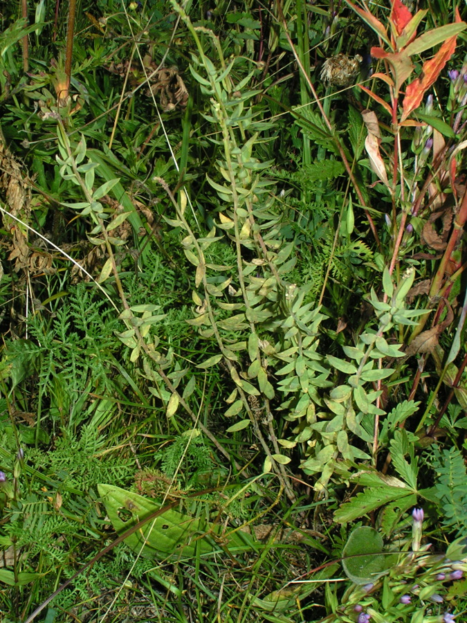 Image of Stelleropsis altaica specimen.