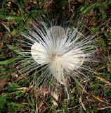 Barringtonia asiatica