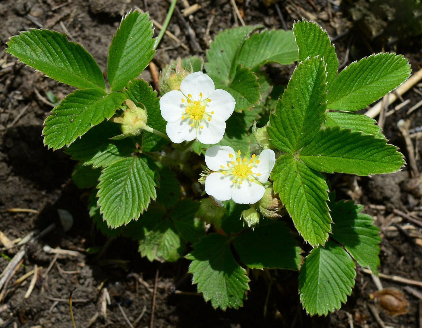 Изображение особи Fragaria viridis.