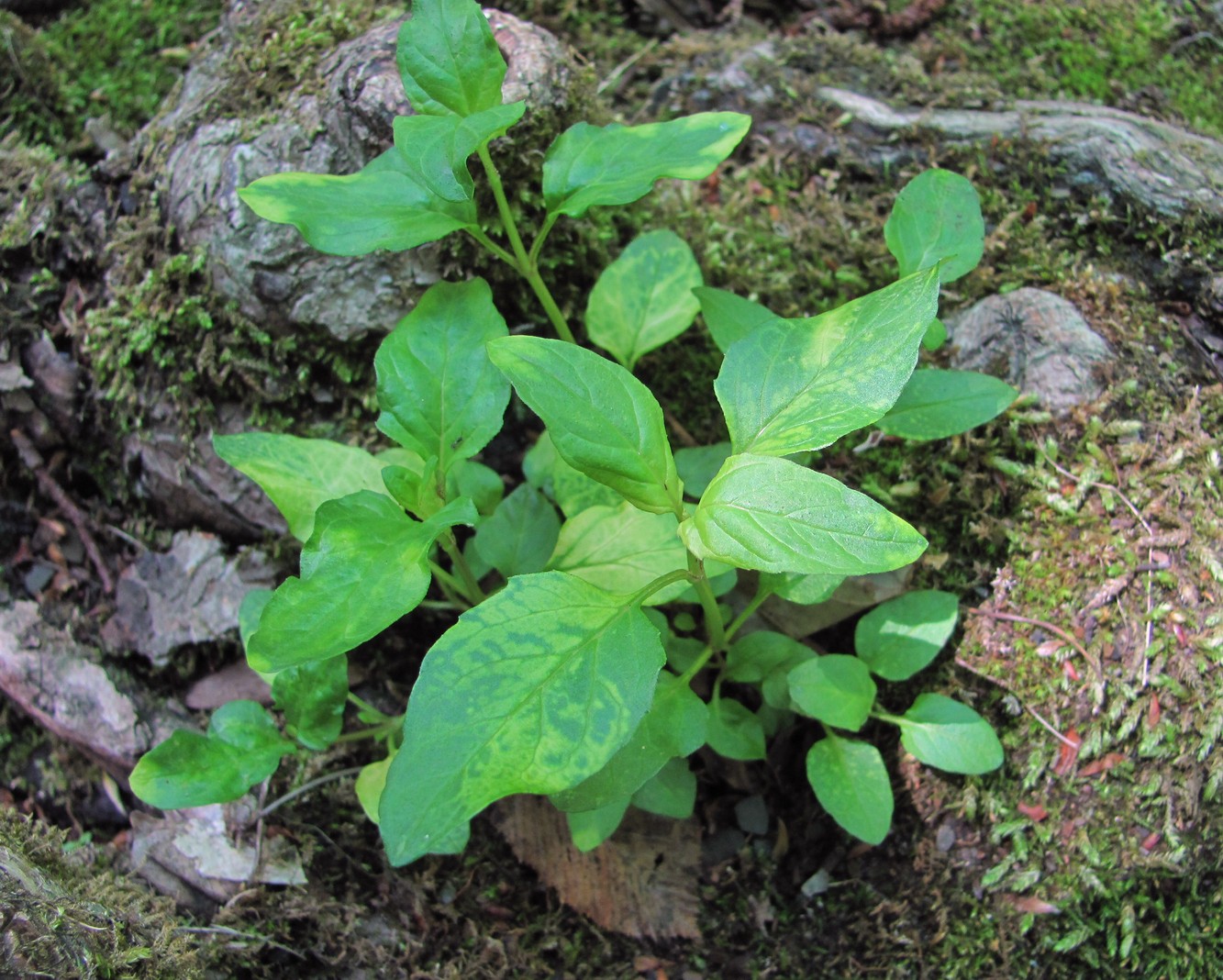 Изображение особи Prunella vulgaris.