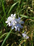 Delphinium consolida