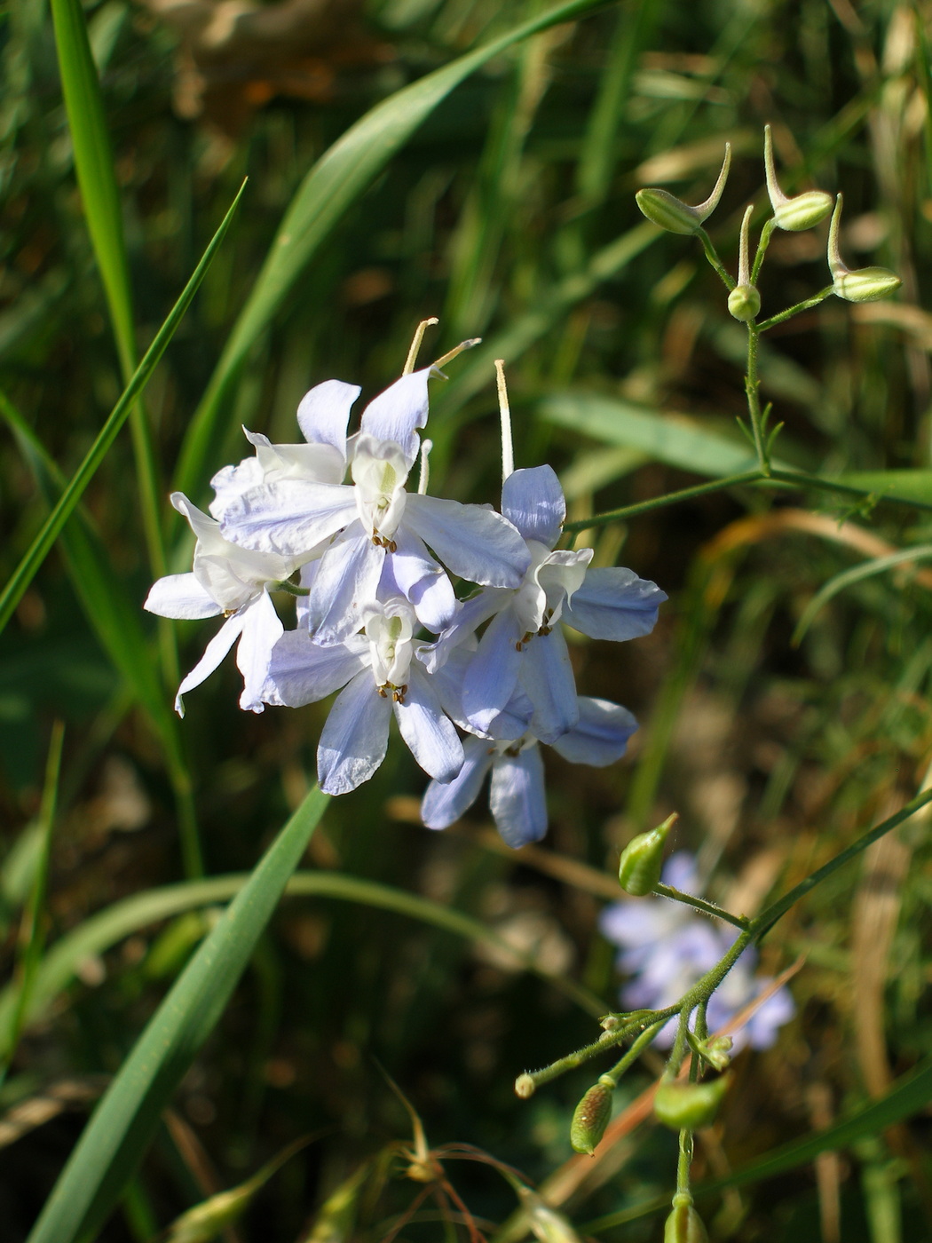 Image of Delphinium consolida specimen.