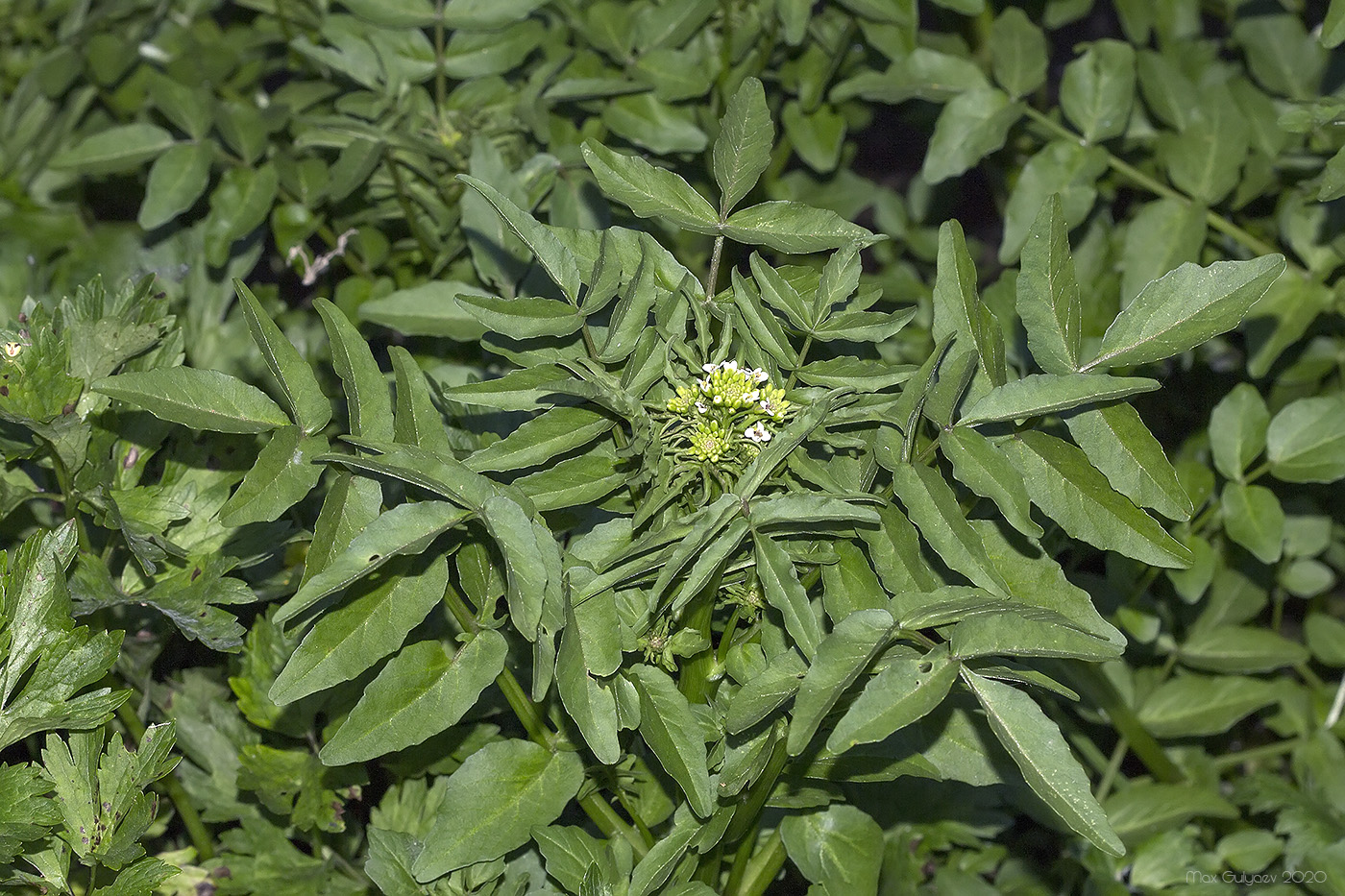 Image of Nasturtium officinale specimen.