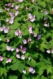 Rubus odoratus