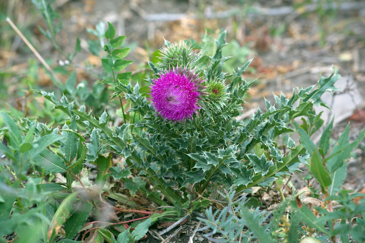 Image of Carduus thoermeri specimen.