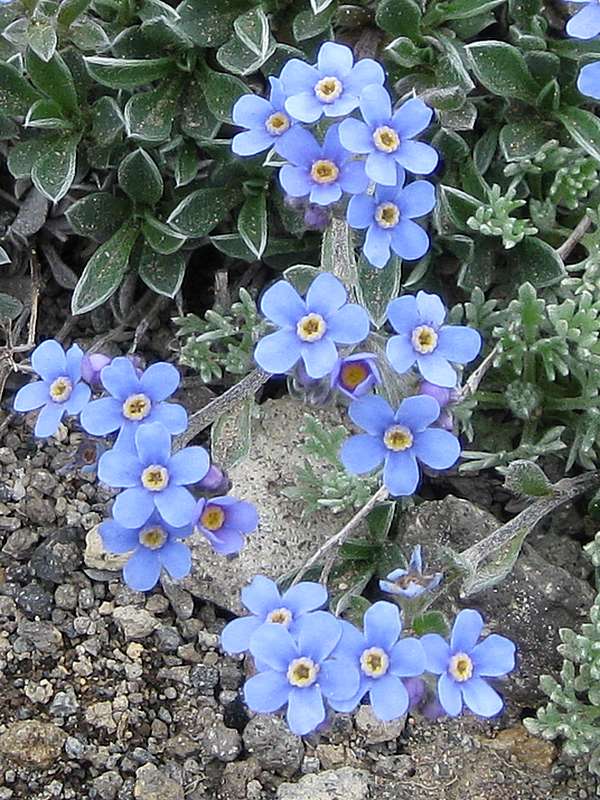 Image of Eritrichium sericeum specimen.