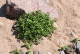 Potentilla anserina