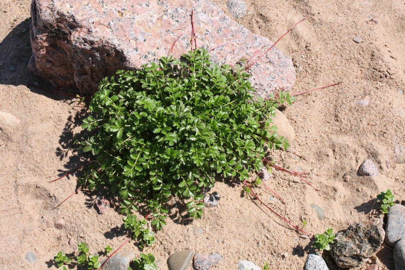 Image of Potentilla anserina specimen.