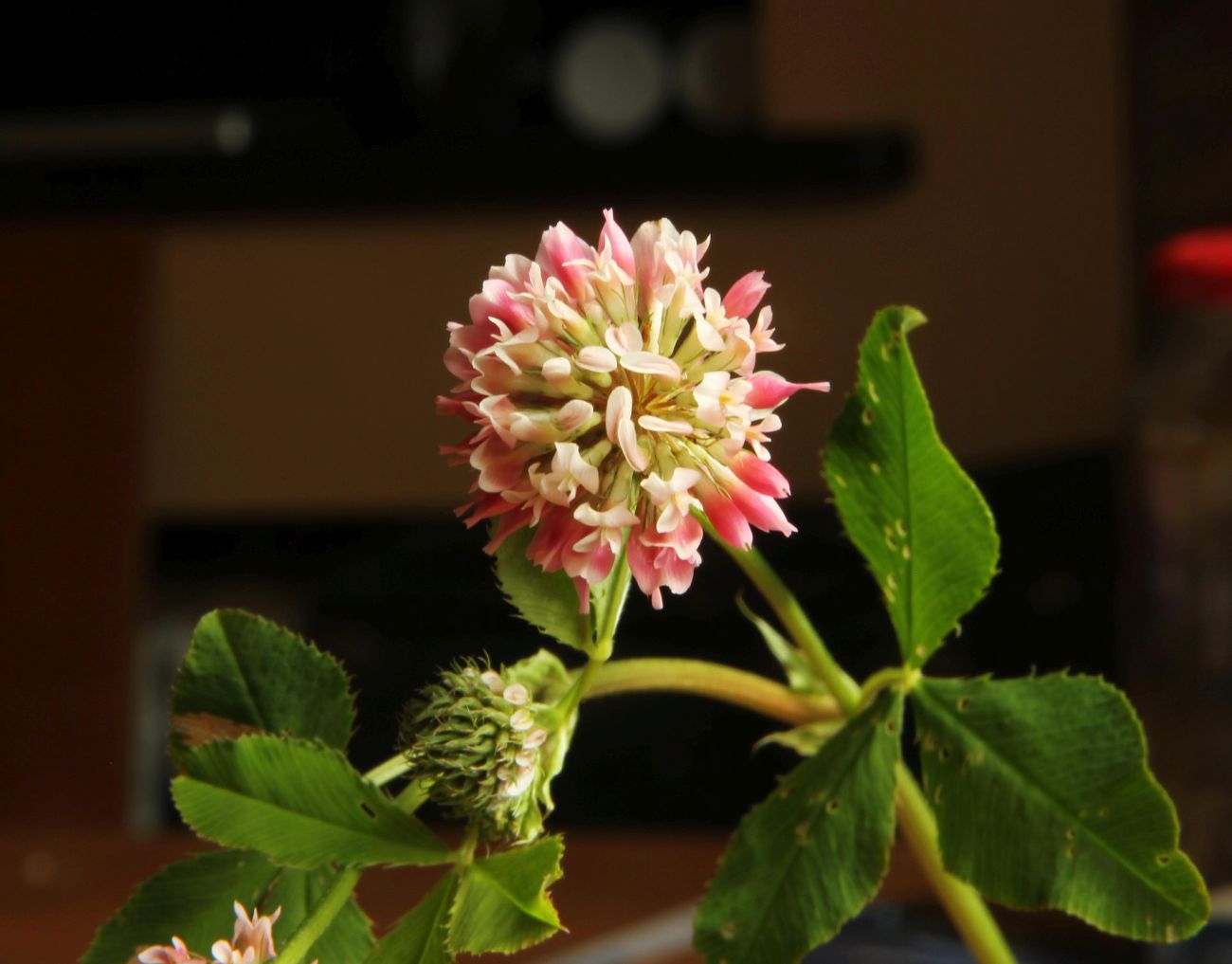 Изображение особи Trifolium hybridum.