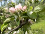 Malus domestica. Верхушка веточки с бутонами (возможно, одичавшее растение). Тверская обл., Кимрский р-н, дамба Иваньковского вдхр. 26.05.2020.