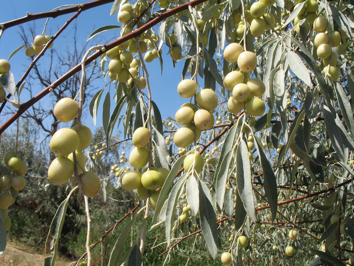 Изображение особи Elaeagnus oxycarpa.