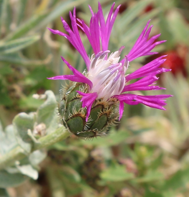 Изображение особи род Centaurea.