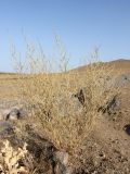 Artemisia leucodes