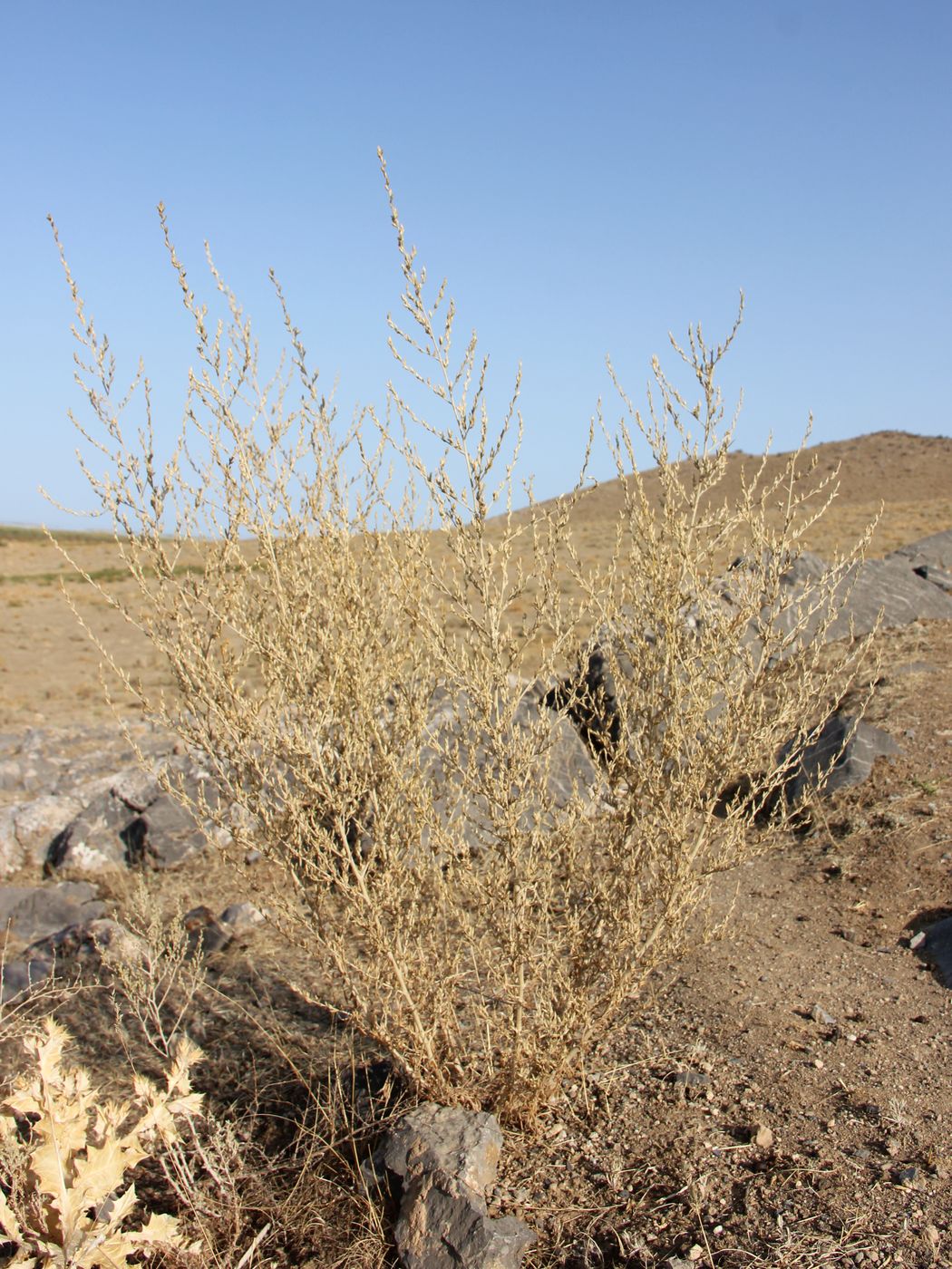 Изображение особи Artemisia leucodes.
