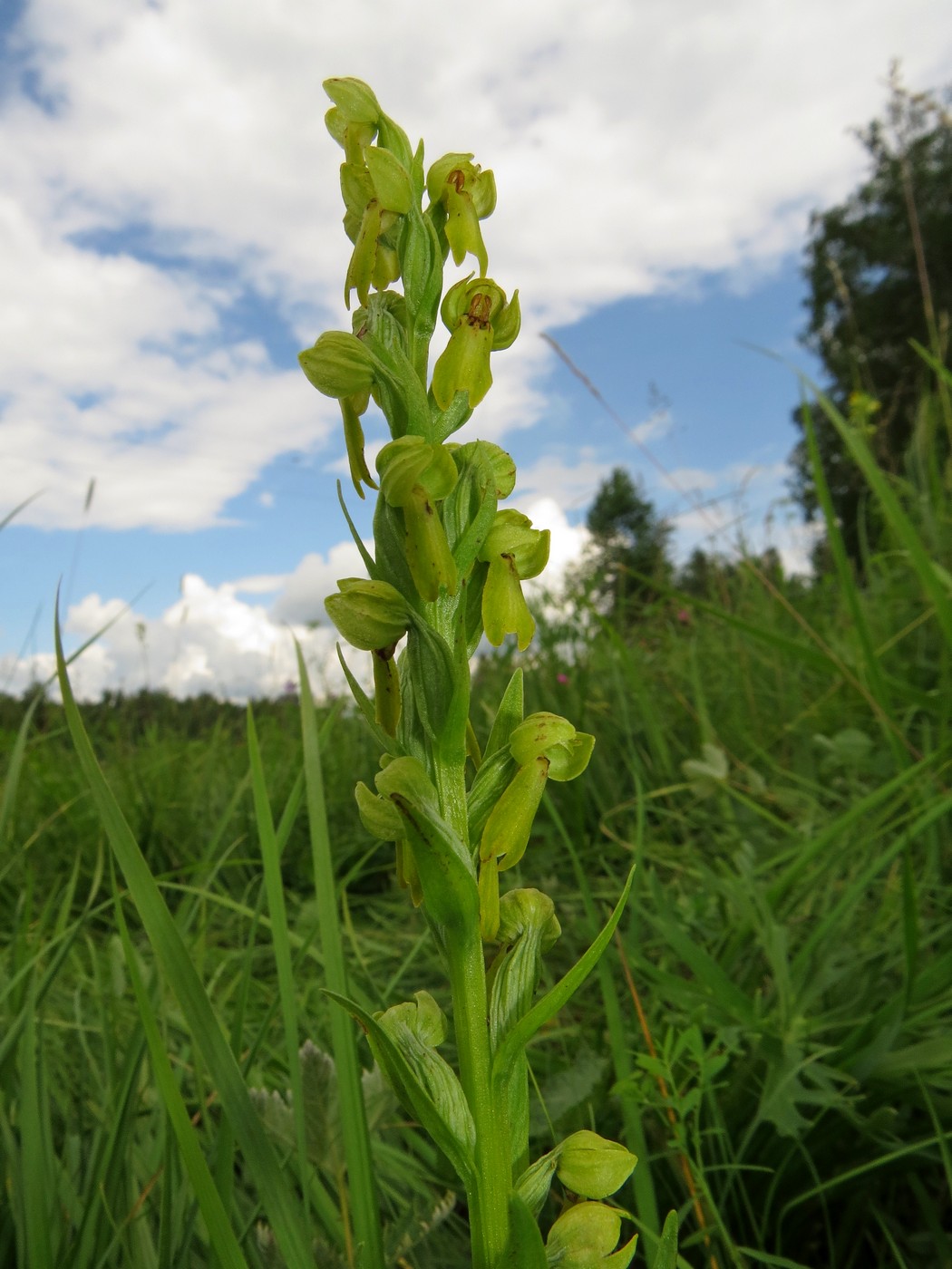 Image of Dactylorhiza viridis specimen.