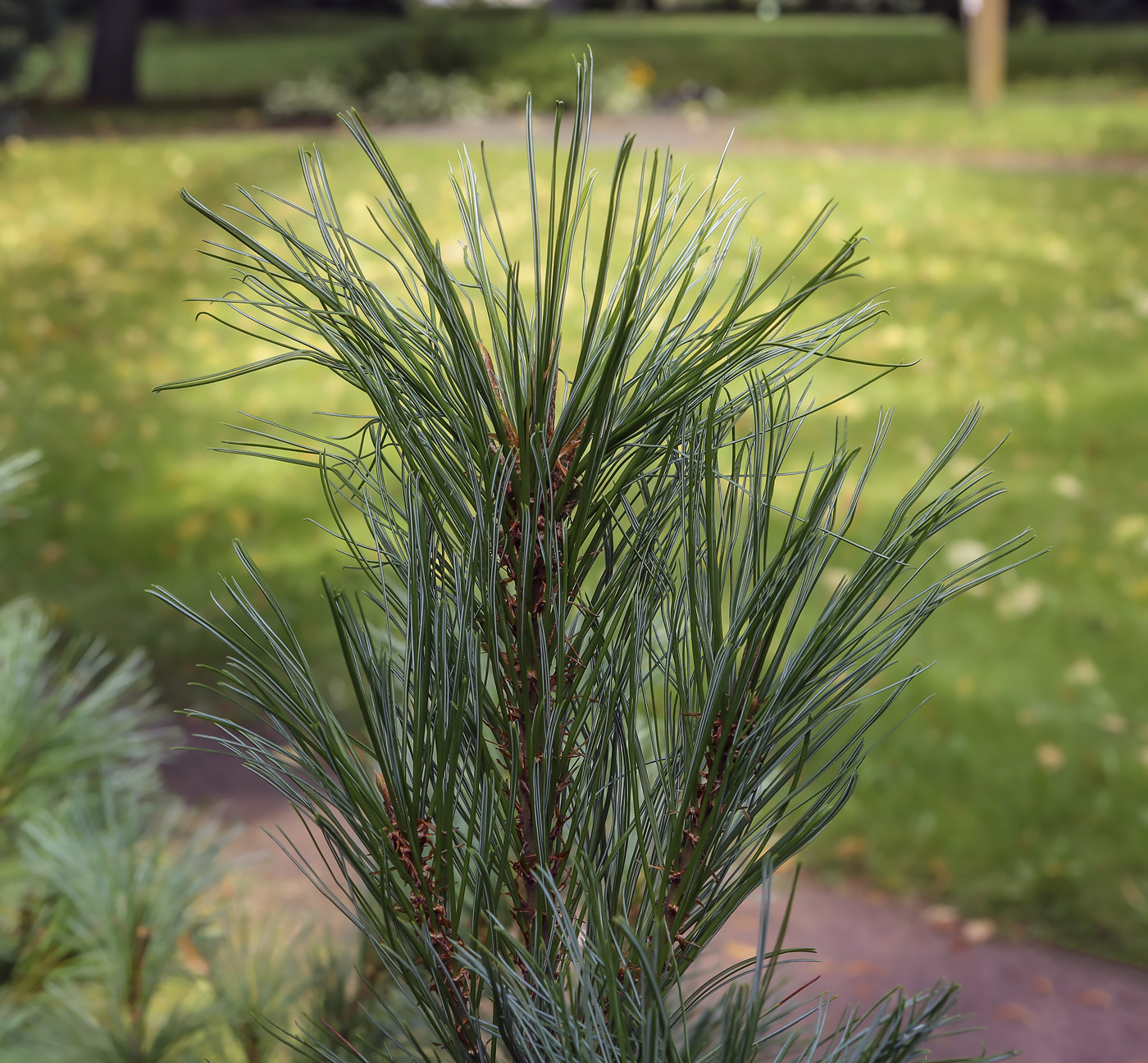 Image of Pinus pumila specimen.