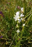 Campanula glomerata. Верхушка побега с цветками (белоцветковая форма). Тверская обл., Весьегонский р-н, ж.-д. насыпь, луговина. 18 июля 2020 г.