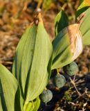 Polygonatum odoratum. Часть плодоносящего растения. Нидерланды, Юж. Голландия, национальный парк \"Hollandse Duinen\", р-н прибрежных дюн Meijendel. Август.