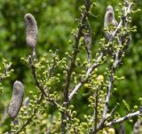 Vachellia hebeclada