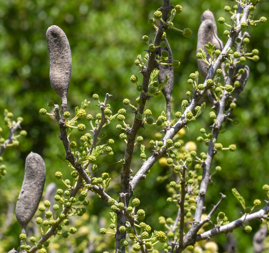 Изображение особи Vachellia hebeclada.