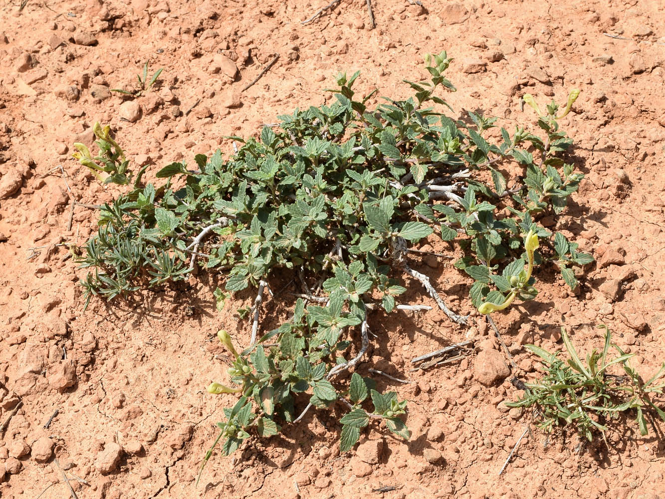 Image of Scutellaria microdasys specimen.