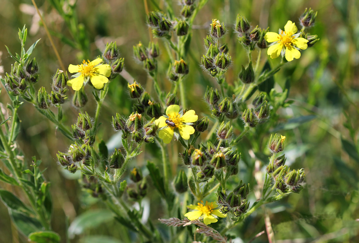 Изображение особи Potentilla recta.