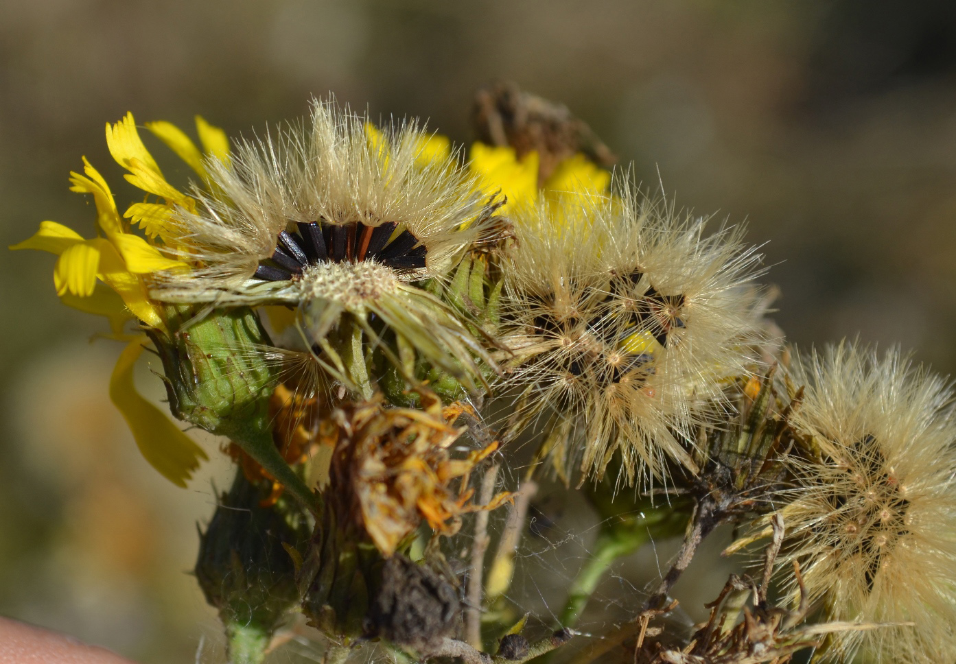 Изображение особи Hieracium umbellatum.