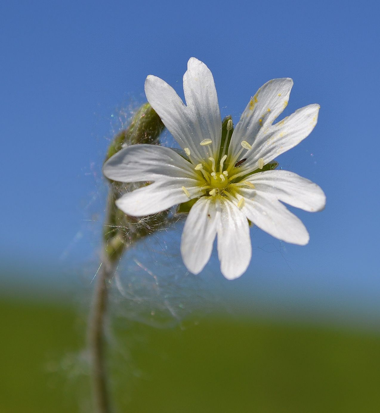Image of Cerastium arvense specimen.
